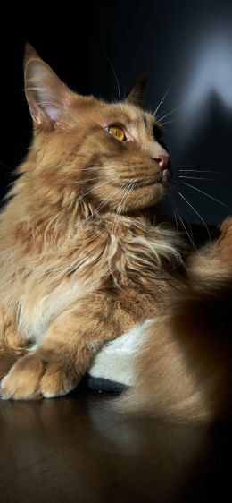 cat, maine coon, pet Wallpaper 1242x2688