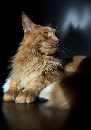 cat, maine coon, pet Wallpaper 1668x2388