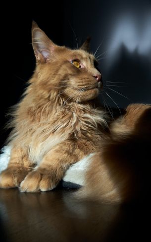 cat, maine coon, pet Wallpaper 1752x2800