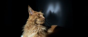 cat, maine coon, pet Wallpaper 2560x1080