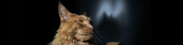 cat, maine coon, pet Wallpaper 1590x400