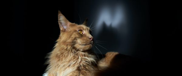 cat, maine coon, pet Wallpaper 3440x1440