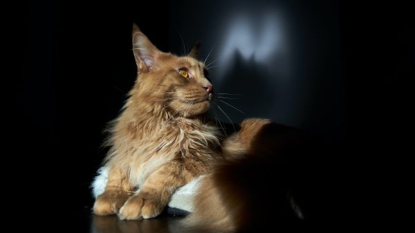 cat, maine coon, pet Wallpaper 1600x900