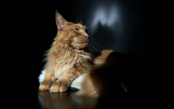 cat, maine coon, pet Wallpaper 2560x1600