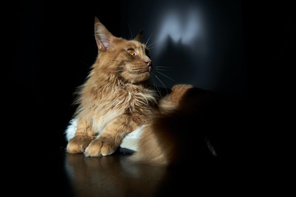 cat, maine coon, pet Wallpaper 6000x4000