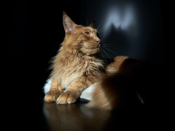 cat, maine coon, pet Wallpaper 800x600