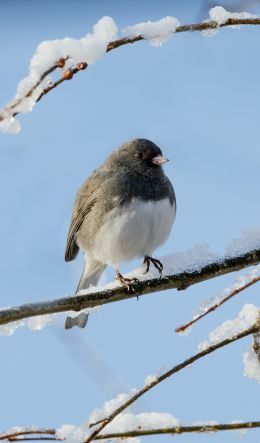 bird, winter, on branch Wallpaper 600x1024