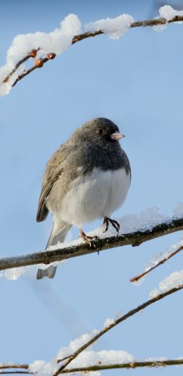 bird, winter, on branch Wallpaper 1440x2960