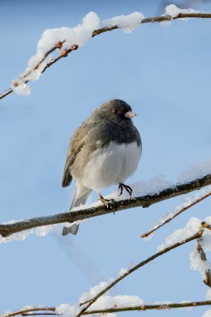 bird, winter, on branch Wallpaper 2118x3177