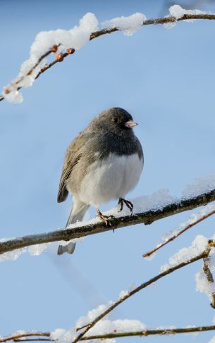 bird, winter, on branch Wallpaper 1752x2800