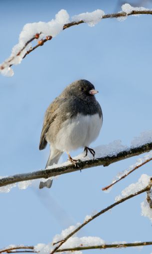 bird, winter, on branch Wallpaper 1200x2000