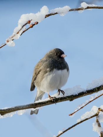 bird, winter, on branch Wallpaper 1620x2160