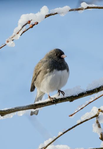 bird, winter, on branch Wallpaper 1640x2360