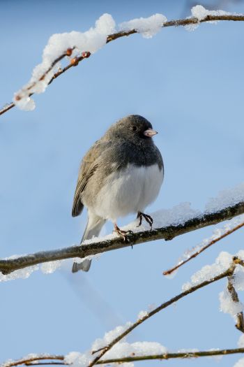 bird, winter, on branch Wallpaper 640x960
