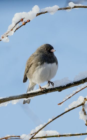 bird, winter, on branch Wallpaper 800x1280
