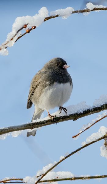 bird, winter, on branch Wallpaper 600x1024
