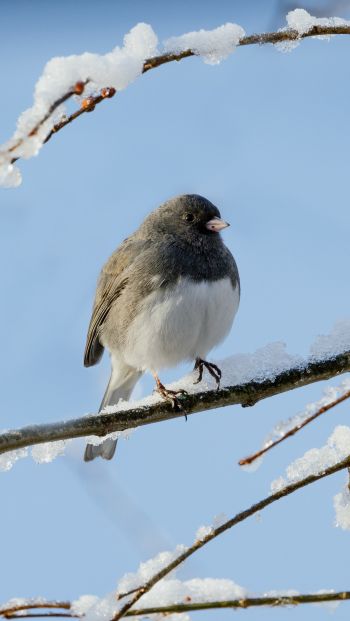 bird, winter, on branch Wallpaper 640x1136