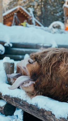 mammal, hairy cow Wallpaper 640x1136