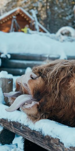 mammal, hairy cow Wallpaper 720x1440