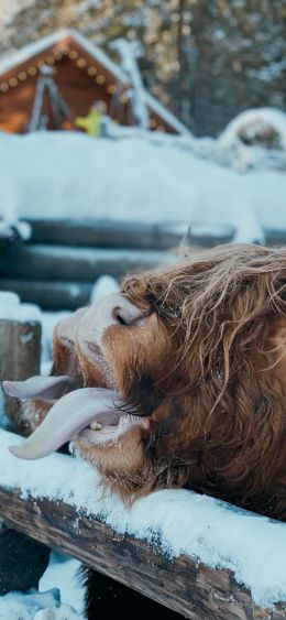 mammal, hairy cow Wallpaper 1080x2340