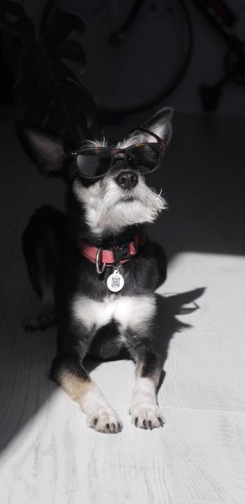dog, fashion dog, pet Wallpaper 1440x2960