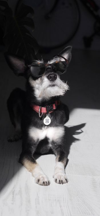 dog, fashion dog, pet Wallpaper 828x1792