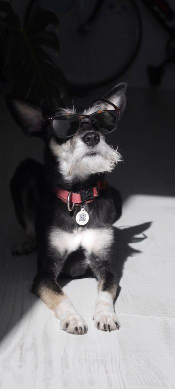 dog, fashion dog, pet Wallpaper 1440x3200