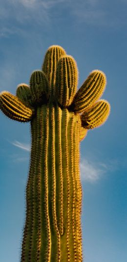 Arizona, USA, cactus Wallpaper 1440x2960