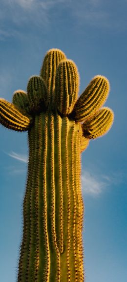 Arizona, USA, cactus Wallpaper 1080x2400