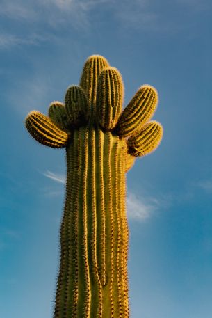 Arizona, USA, cactus Wallpaper 3648x5472