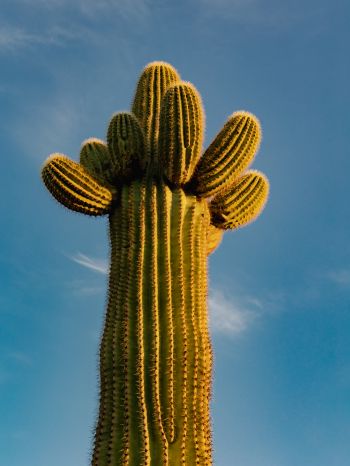 Arizona, USA, cactus Wallpaper 1536x2048