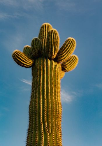 Arizona, USA, cactus Wallpaper 1668x2388