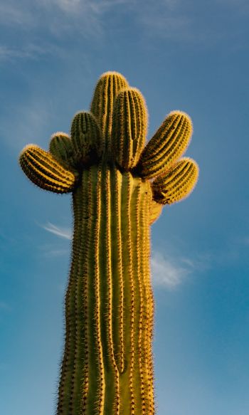 Arizona, USA, cactus Wallpaper 1200x2000