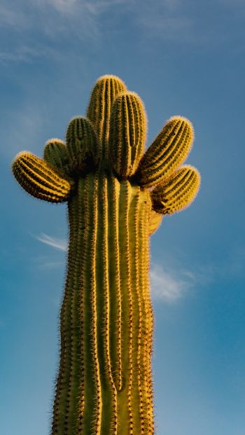 Arizona, USA, cactus Wallpaper 640x1136