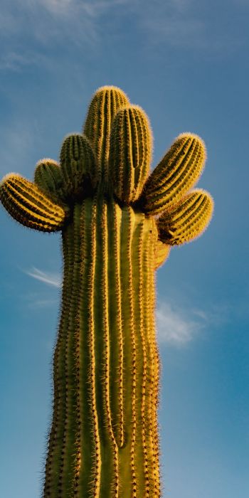 Arizona, USA, cactus Wallpaper 720x1440