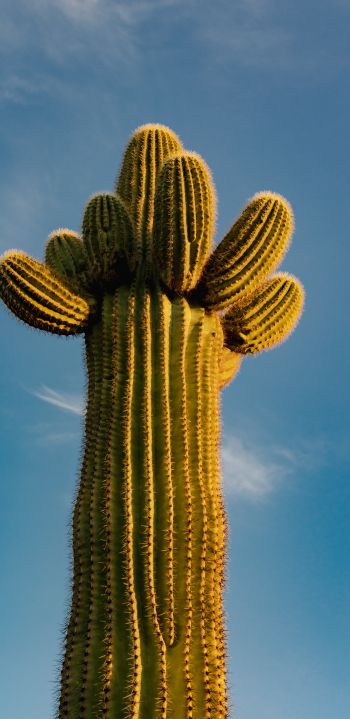 Arizona, USA, cactus Wallpaper 1440x2960
