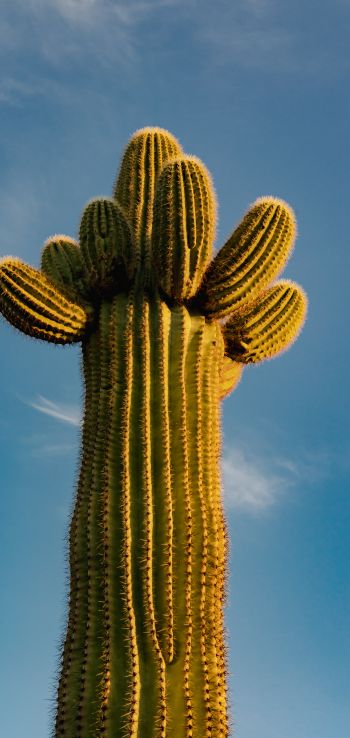 Arizona, USA, cactus Wallpaper 720x1520