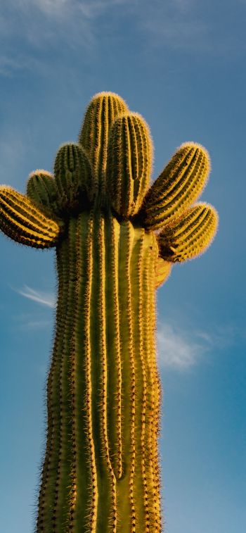 Arizona, USA, cactus Wallpaper 1284x2778