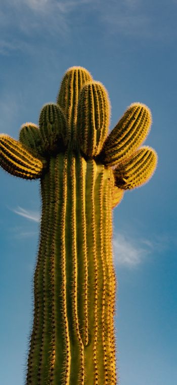 Arizona, USA, cactus Wallpaper 1080x2340
