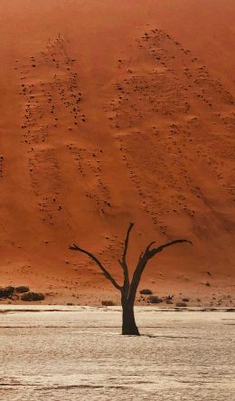 Dead Vlei, Sossusvlei, Namibia, desert, dead trees Wallpaper 600x1024
