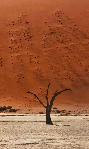 Обои 1200x2000 Dead Vlei, Соссусфлей, Намибия, пустыня, мертвые деревья