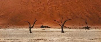 Обои 3440x1440 Dead Vlei, Соссусфлей, Намибия, пустыня, мертвые деревья