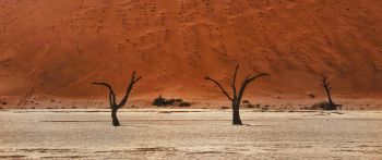Dead Vlei, Sossusvlei, Namibia, desert, dead trees Wallpaper 2560x1080