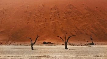 Dead Vlei, Sossusvlei, Namibia, desert, dead trees Wallpaper 1366x768