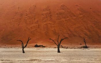 Dead Vlei, Sossusvlei, Namibia, desert, dead trees Wallpaper 2560x1600