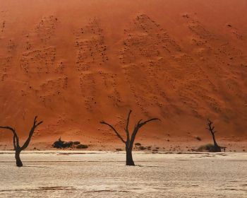 Обои 1280x1024 Dead Vlei, Соссусфлей, Намибия, пустыня, мертвые деревья