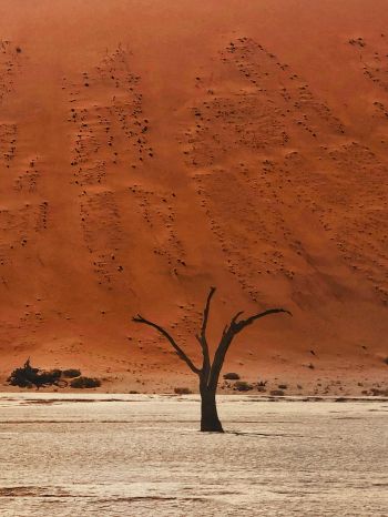 Обои 1536x2048 Dead Vlei, Соссусфлей, Намибия, пустыня, мертвые деревья