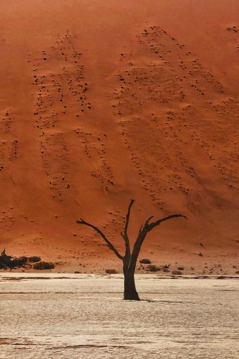 Dead Vlei, Sossusvlei, Namibia, desert, dead trees Wallpaper 640x960