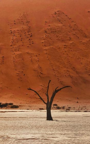 Dead Vlei, Sossusvlei, Namibia, desert, dead trees Wallpaper 800x1280