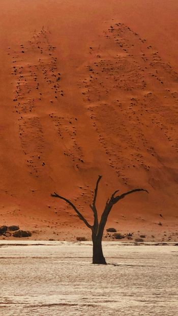 Обои 640x1136 Dead Vlei, Соссусфлей, Намибия, пустыня, мертвые деревья